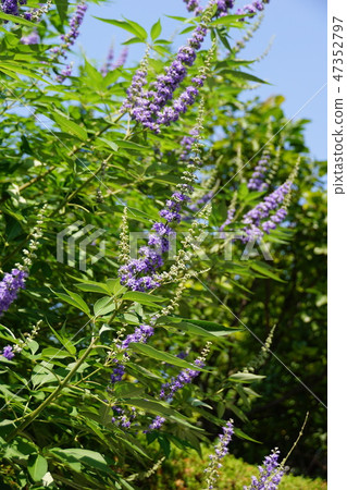 西洋參胡蘿蔔胡蘿蔔花語言是“人才” 47352797