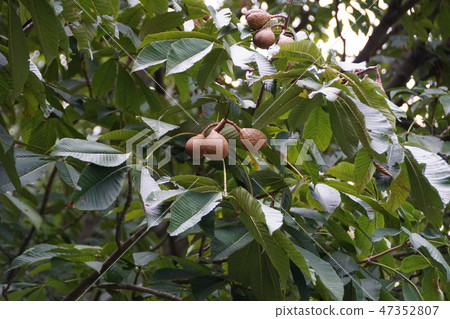 Tochigi Fruit Tochigi Fruit 47352807