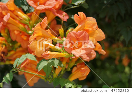 Ling Flower Noonza Kazura花語是“生命與花” Ling Flower Noonza Kazura花語是“生命與花” 47352810