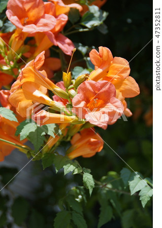 Ling Flower Noonza Kazura花語是“生命與花” Ling Flower Noonza Kazura花語是“生命與花” 47352811