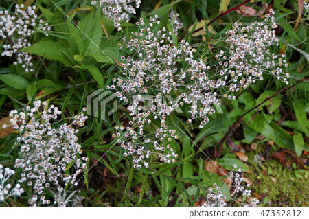 Mountain Mother and Child Flower language is "parent and child love" Mountain Mother and Child Flower language is "parent and child love" 47352812