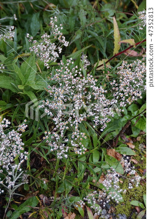 Mountain Mother and Child Flower language is "parent and child love" 47352813