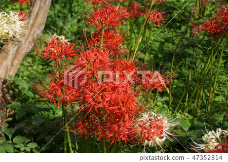 Higanbana花竹花語言“期待我們再見面的那一天” 47352814