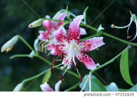 Kanoko Yuri Alias Tanabata Yuri Hanabi is "elegant" Kanoko Yuri Alias Tanabata Yuri Hanabi is "elegant" 47352829