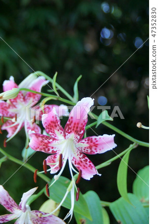 Kanoko Yuri Alias Tanabata Yuri Hanabi is "elegant" 47352830