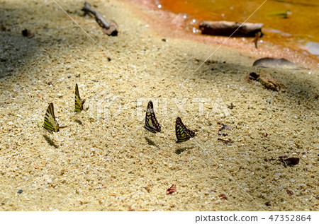 Swallowtail butterflies that absorb water 47352864