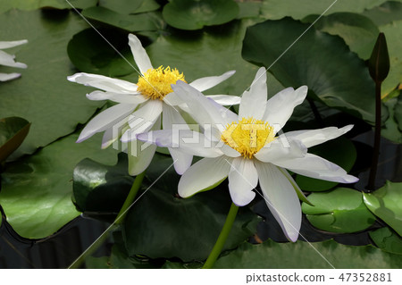 beautiful White Lotus Flower with green leaf  47352881