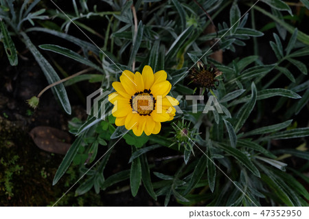 African daisy, Osteospermum. Purple flowering in g 47352950