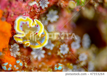 Akaten Iroyushi Akaten Iroyushi 47353264