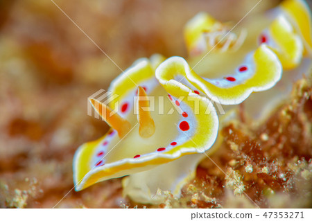 Akaten Iroyushi 47353271