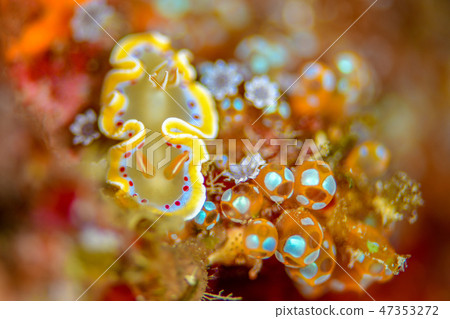 Akaten Iroyushi 47353272