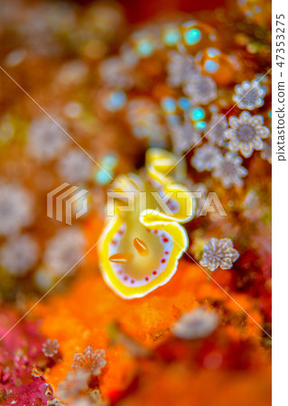 Akaten Iroyushi Akaten Iroyushi 47353275