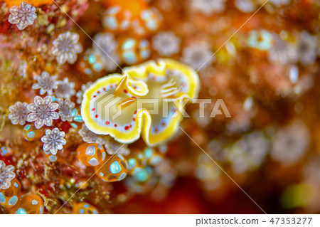 Akaten Iroyushi 47353277