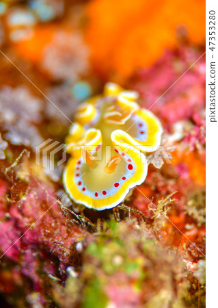 Akaten Iroyushi 47353280