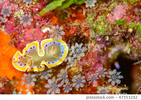 Akaten Iroyushi Akaten Iroyushi 47353282