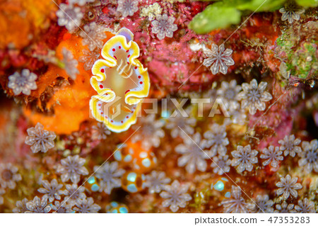 Akaten Iroyushi Akaten Iroyushi 47353283