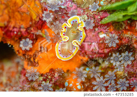 Akaten Iroyushi 47353285