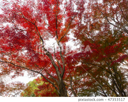 Autumn leaves / fall 47353517
