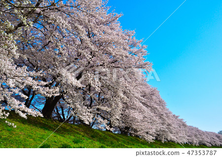 櫻花景觀淀川河公園 47353787