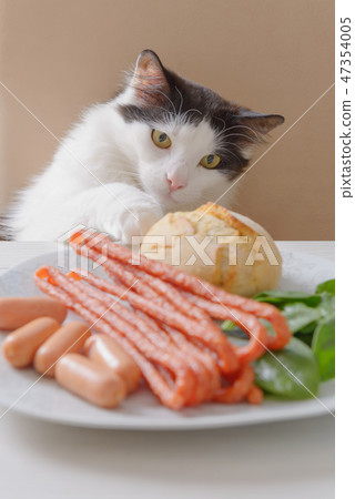 Cat tries to steal food from the table 47354005