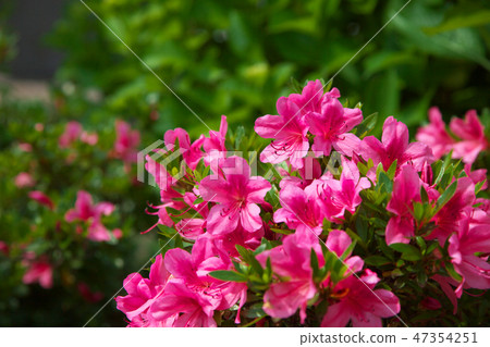 Vividly blooming azalea Vividly blooming azalea 47354251