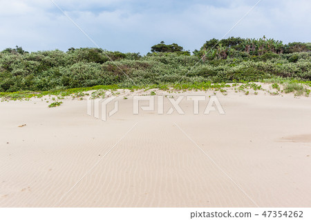 Beach Sand Coastline Vegetation Beach Sand Coastline Vegetation 47354262