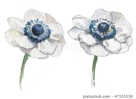 Anemone isolated illustration, classic floral objects for web and print. Watercolor hand drawing Anemone isolated illustration, classic floral objects for web and print. Watercolor hand drawing 47355230