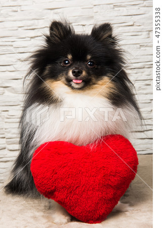 Pomeranian Spitz dog puppy with red heart Pomeranian Spitz dog puppy with red heart 47355338
