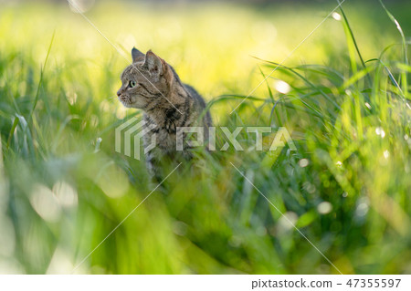 Cat walk 10 47355597