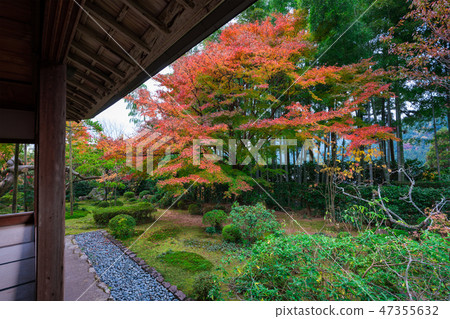 Autumn leaves of the Kyoto Horse-Episode 47355632