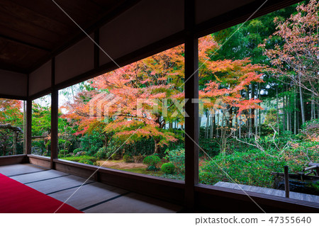 Autumn leaves of the Kyoto Horse-Episode Autumn leaves of the Kyoto Horse-Episode 47355640