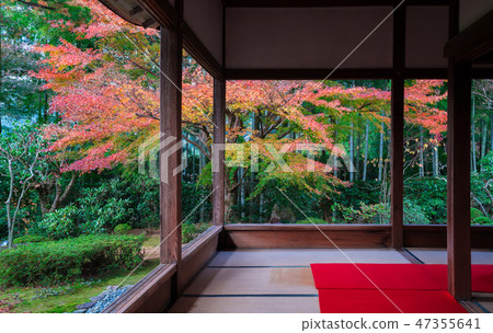 Autumn leaves of the Kyoto Horse-Episode 47355641