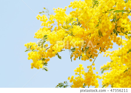 含羞草花盛開 47356211