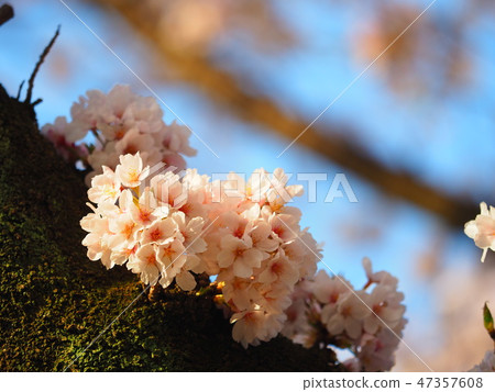 Sakura - Sagamihara-shi along Sagami Line 47357608