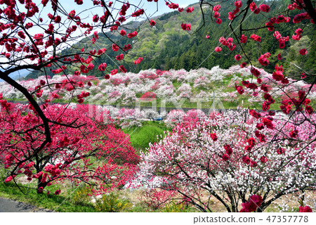 Nagano Prefecture Achi Village Momoko Town Bloom "Hanamachi no Sato" 47357778
