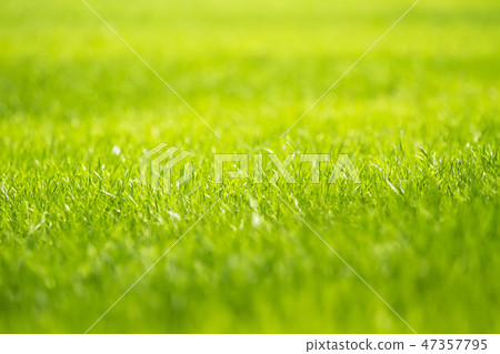 Background of a fresh spring green grass. Spring backdrop. Background of a fresh spring green grass. Spring backdrop. 47357795