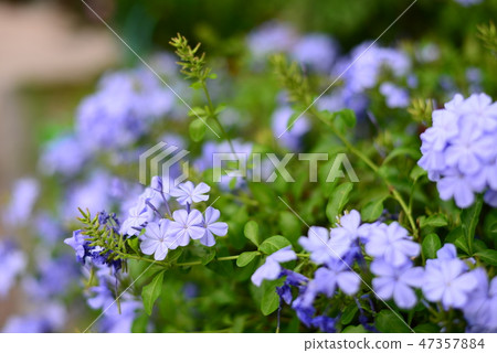 Beautiful Blue Flower name Plumbago auriculata Lam 47357884