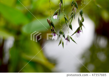The Water Canna or Alligator Flag Flower 47357885