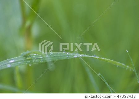 Beautiful spring grass background with waterdrops 47358438