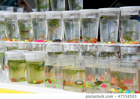 The colorful fighting fish in small containers The colorful fighting fish in small containers 47358503