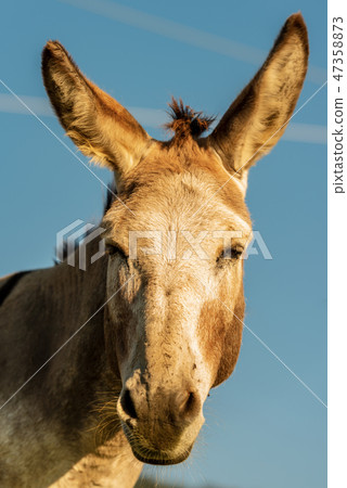 Brown and white donkey looking at camera Brown and white donkey looking at camera 47358873