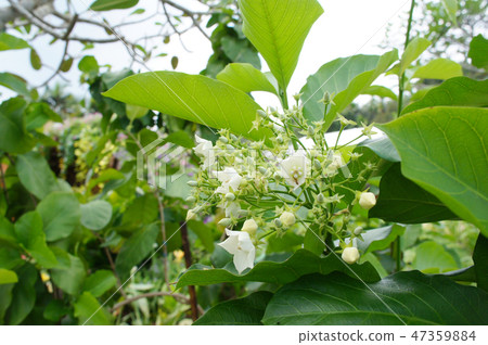 Bread Flower or Vallaris Glabra plant. Bread Flower or Vallaris Glabra plant. 47359884