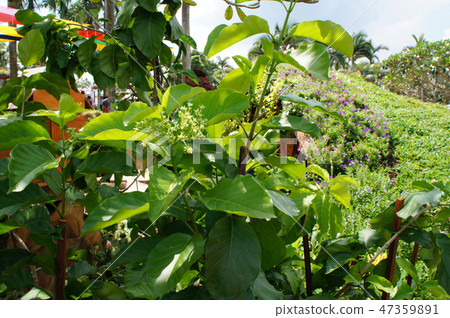 Bread Flower or Vallaris Glabra plant. Bread Flower or Vallaris Glabra plant. 47359891