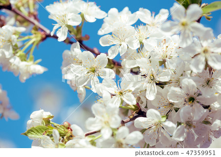 flowering tree apricot 47359951