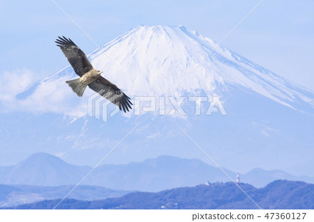 Flying in front of Mt. Fuji (image of landscape seen from Enoshima in winter) Flying in front of Mt. Fuji (image of landscape seen from Enoshima in winter) 47360127