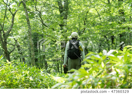 Tochigi ken Nikko Oku Nikko從Senjogahara到Odashirohara Haiku（八月） 47360329