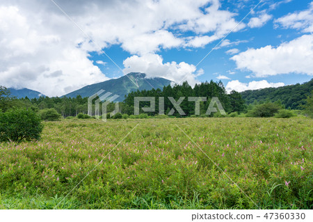 栃木縣日光市Oku-Nikko Odashihara和Mt. Masuyama（八月） 47360330