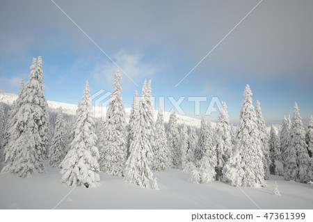 Spruce trees covered with snow on a mountain slope 47361399
