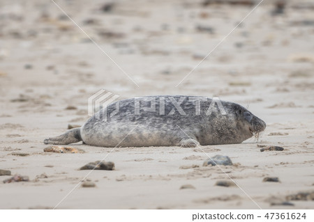 A grey seal lies on the beach on Helgoland 47361624