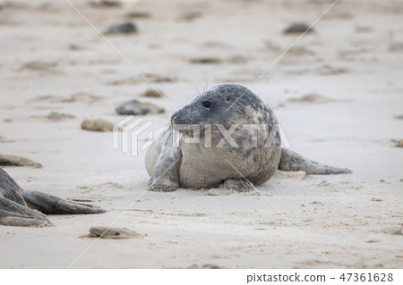A grey seal lies on the beach on Helgoland A grey seal lies on the beach on Helgoland 47361628